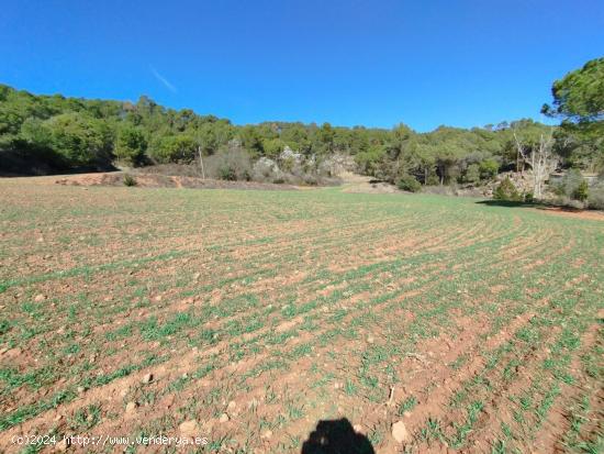 TERRENYS RUSTIC PER CONREAR I BOSC A FORAT D'EN PARE - BARCELONA