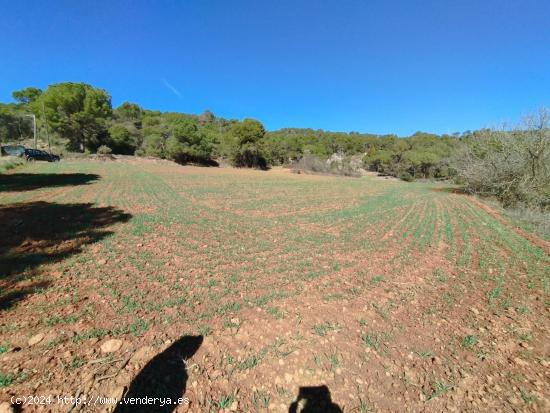 TERRENYS RUSTIC PER CONREAR I BOSC A FORAT D'EN PARE - BARCELONA