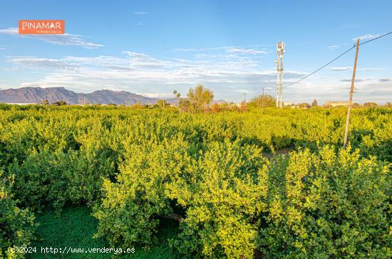 Venta de Parcela en producción de 150 limoneros Ecológicos. - MURCIA