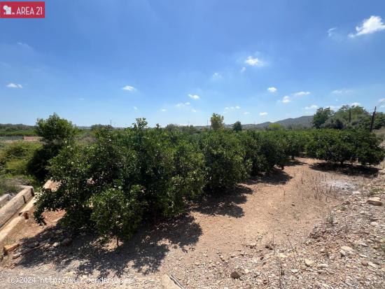  VENTA CAMPO EN VILLAMARCHANTE - VALENCIA 