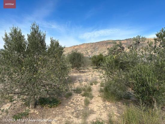  Terreno rústico con casita de aperos y olivos en producción - MURCIA 