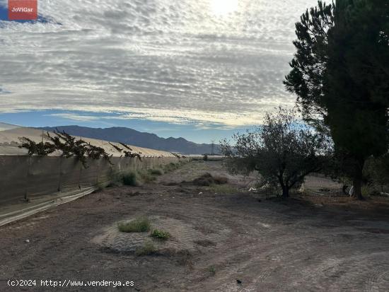 Terreno rústico con casita de aperos y olivos en producción - MURCIA