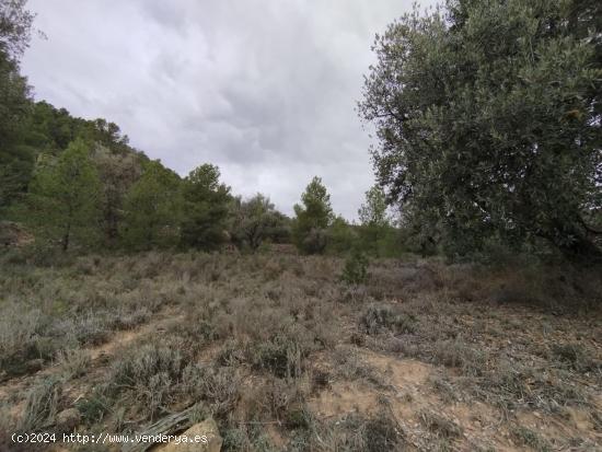 Finca rústica con olivos - TERUEL