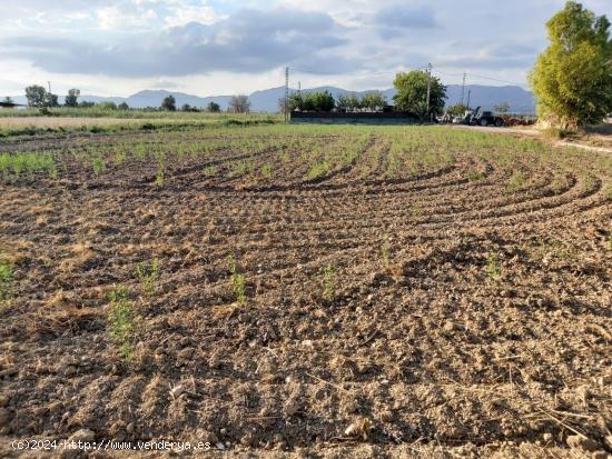 FANTASTICO TERRENO EN CREVILLENTE, ALICANTE, COSTA BLANCA SUR - ALICANTE