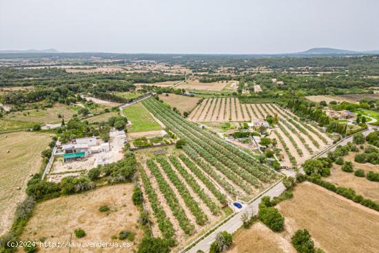 Terreno edificable con proyecto y licencia de obras en Costitx - BALEARES