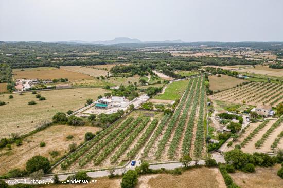 Terreno edificable con proyecto y licencia de obras en Costitx - BALEARES