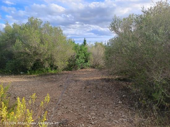 CP1240 TERRENO EDIFICABLE EN SON TALENT - BALEARES