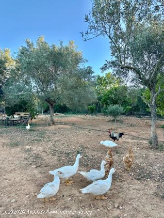 Finca Rústica en Porreres: Tu Paraíso Rural en Mallorca - BALEARES