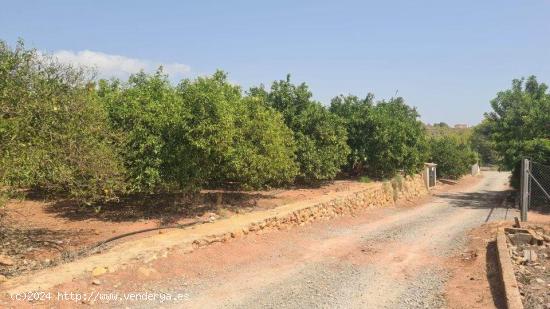 Terreno con naranjos 4.400 m2 con agua de riego - ALICANTE