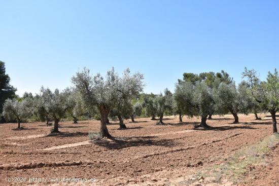 Finca en producción grande - TERUEL