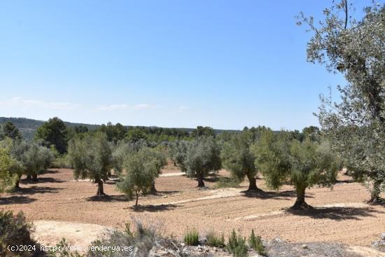 Finca en producción grande - TERUEL