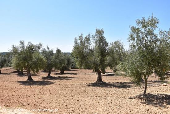 Finca en producción grande - TERUEL