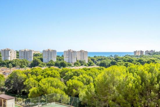 APARTAMENTO DE 2 DORMITORIOS 2 BAÑOS EN CAMPO AMOR ( ORIHUELA COSTA) ALICANTE - ALICANTE