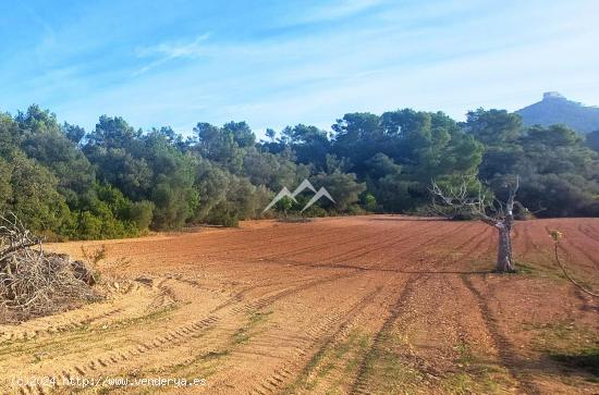 Lote de tres terrenos de 10 Ha, uno de ellos edificable, en Felanitx - BALEARES