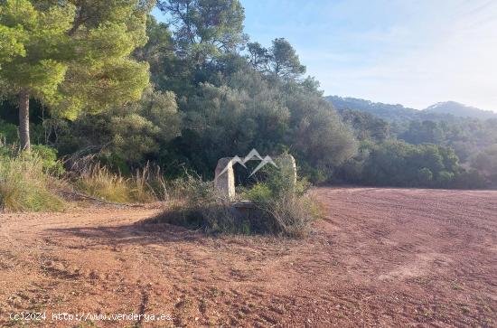 Lote de tres terrenos de 10 Ha, uno de ellos edificable, en Felanitx - BALEARES