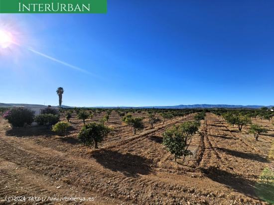  Lliria - 17.482 m2 de naranjos en producción con riego por goteo - VALENCIA 