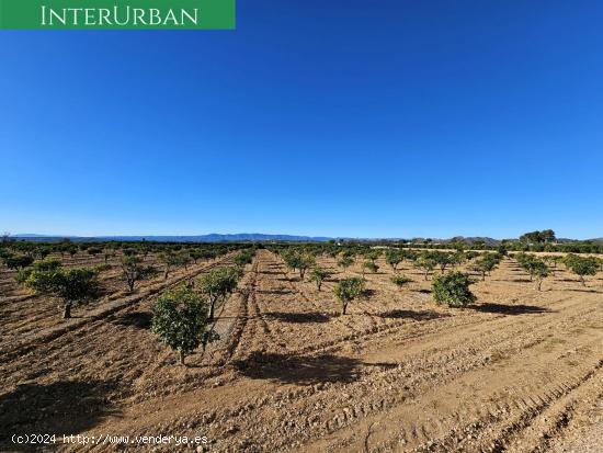 Lliria - 17.482 m2 de naranjos en producción con riego por goteo - VALENCIA