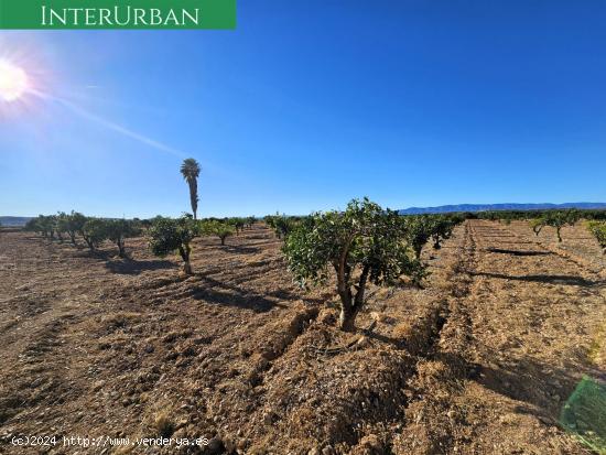 Lliria - 17.482 m2 de naranjos en producción con riego por goteo - VALENCIA