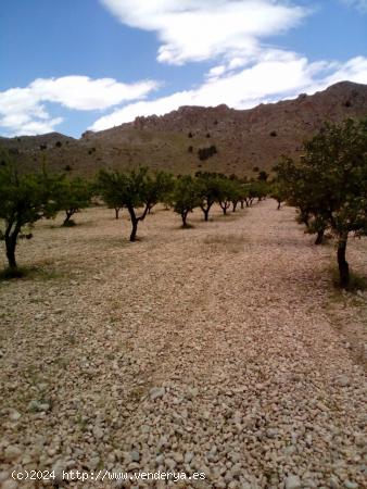  Parcela rústica  con producción de almendras - MURCIA 