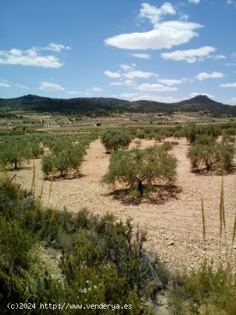 Parcela rústica  con producción de almendras - MURCIA