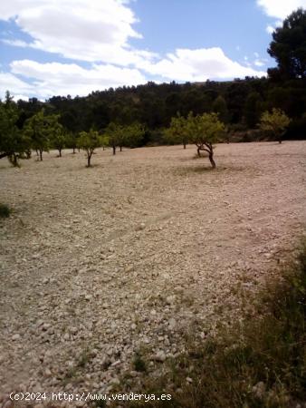 Parcela rústica  con producción de almendras - MURCIA