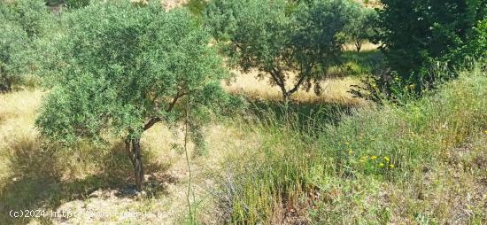 CASA CUEVA EN MACISVENDA - MURCIA