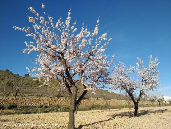  PARCELA EN HONDON DE LAS NIEVES - ALICANTE 