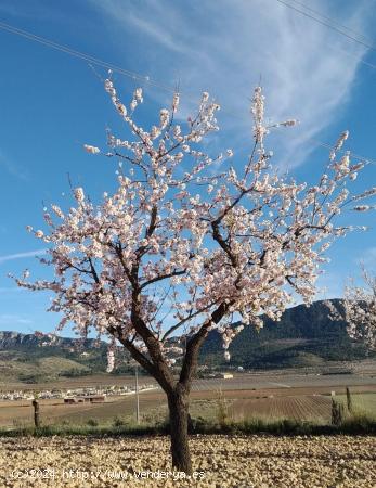 PARCELA EN HONDON DE LAS NIEVES - ALICANTE