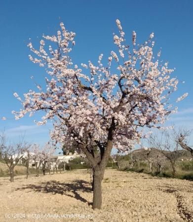 PARCELA EN HONDON DE LAS NIEVES - ALICANTE