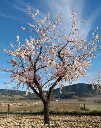 PARCELA EN HONDON DE LAS NIEVES - ALICANTE