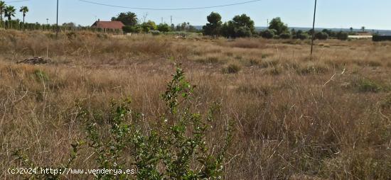 FINCA EN LAS BAYAS - ALICANTE