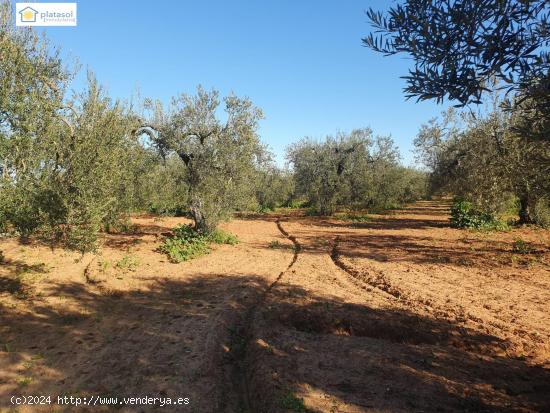 Finca Rural con vivienda para reformar, piscina y pozo propio en Aznalcazar, Sevilla - SEVILLA