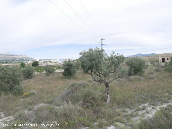 TERRENO RÚSTICO EN LA ZONA DE LA ZAPATERA DE SAX - ALICANTE