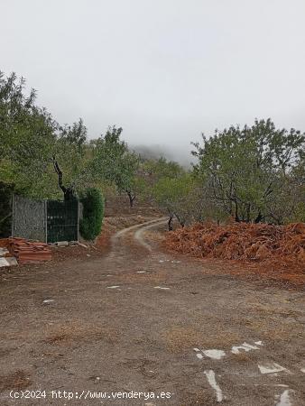 VENTA EN SIERRO ( ALMERÍA ) DE TERRENO PARA CAZA. - ALMERIA