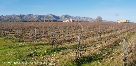 Exclusiva Finca Rústica de 60 hectáreas, con bodegas, 2 viviendas y 1 almacén - TARRAGONA