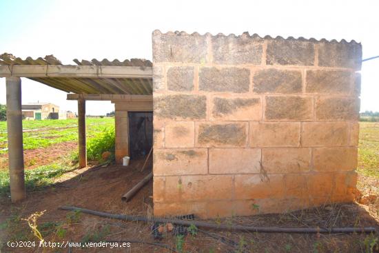 Finca rústica con caseta de herramientas en Muro - BALEARES