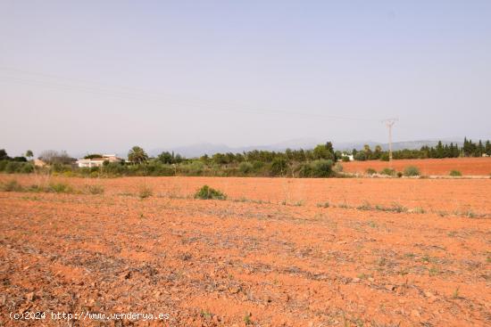  Gran finca con posibilidad de reformar vivienda. - BALEARES 