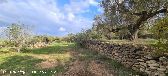 Finca en venta en El Perelló (Tarragona)