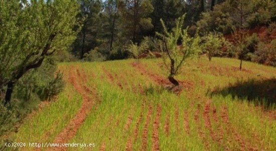 Parcela en venta en Teresa de Cofrentes (Valencia)