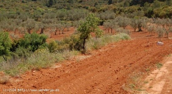 Parcela en venta en Teresa de Cofrentes (Valencia)