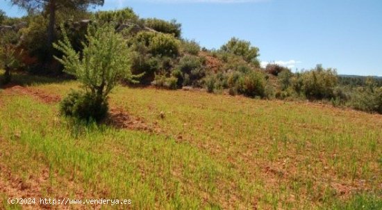 Parcela en venta en Teresa de Cofrentes (Valencia)