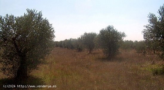 Parcela en venta en Teresa de Cofrentes (Valencia)