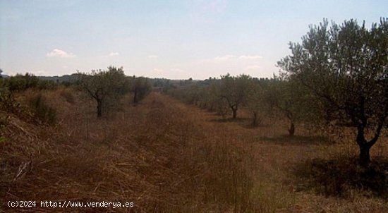 Parcela en venta en Teresa de Cofrentes (Valencia)