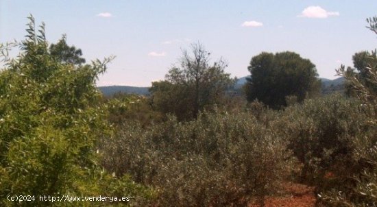 Parcela en venta en Teresa de Cofrentes (Valencia)