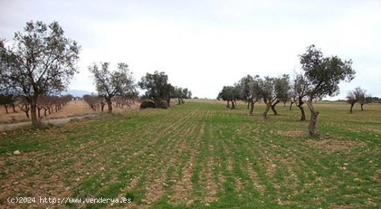 Parcela en venta en Zarra (Valencia)