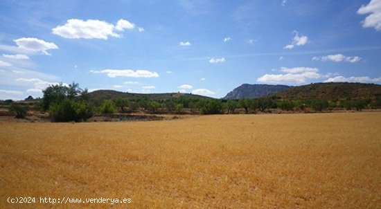 Parcela en venta en Almansa (Albacete)