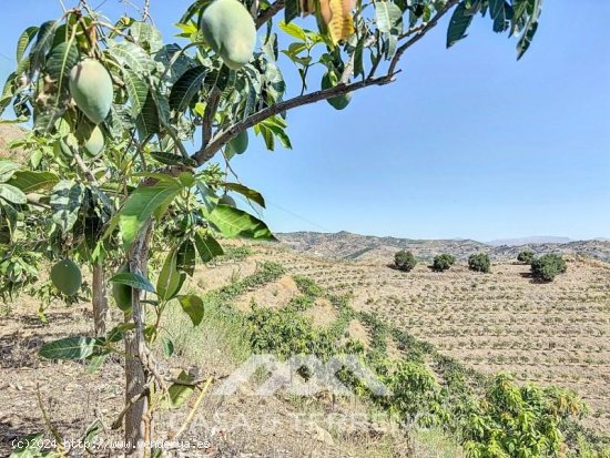 Finca en venta en Vélez-Málaga (Málaga)