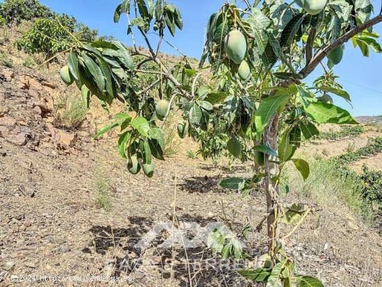 Finca en venta en Vélez-Málaga (Málaga)