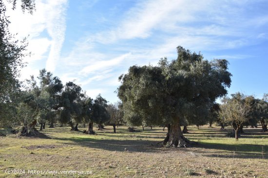 Finca en venta en Arnes (Tarragona)