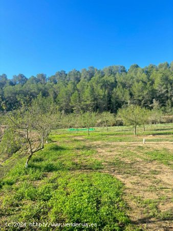 Solar en venta en Ginestar (Tarragona)